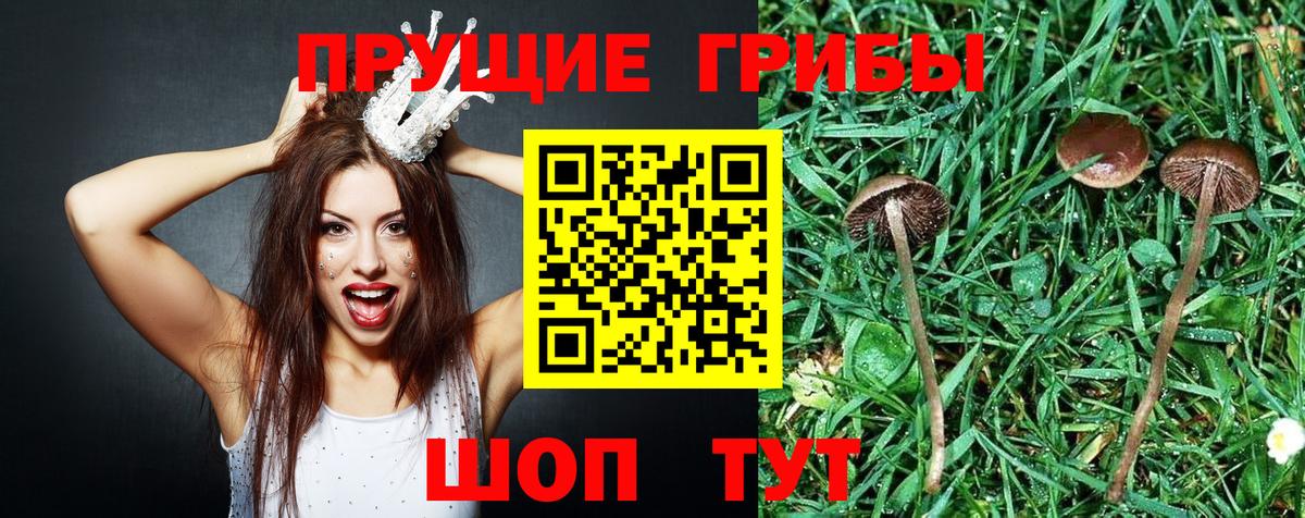 Псилоцибиновые грибы Psilocybe Маркс